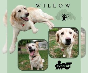 Golden Retriever-Unknown Mix Dogs for adoption in Lindsay, CA, USA