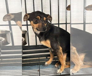 Chihuahua-Unknown Mix Dogs for adoption in Grafton, WI, USA