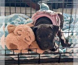 American Pit Bull Terrier Dogs for adoption in Alexandria, VA, USA