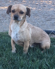 Beagle Dogs for adoption in Redlands, CA, USA