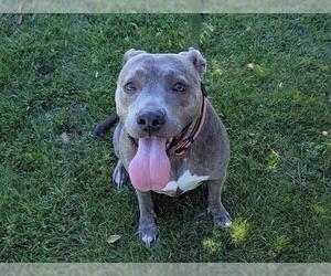 American Pit Bull Terrier-Unknown Mix Dogs for adoption in San Clemente, CA, USA