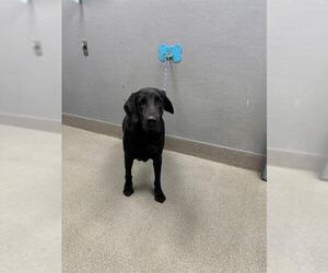 Labrador Retriever-Unknown Mix Dogs for adoption in Las Vegas, NV, USA
