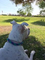 Bullypit Dogs for adoption in Chandler, AZ, USA