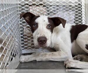 American Pit Bull Terrier-Unknown Mix Dogs for adoption in Bakersfield, CA, USA