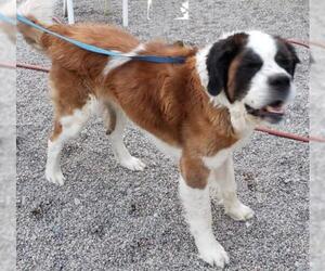 Saint Bernard Dogs for adoption in Hamilton, MT, USA