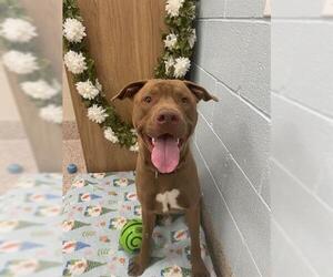 American Pit Bull Terrier-Unknown Mix Dogs for adoption in Brighton, CO, USA
