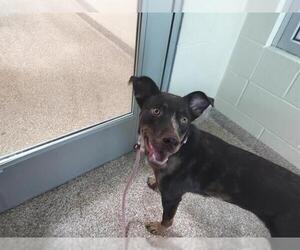 Catahoula Leopard Dog-Unknown Mix Dogs for adoption in Pueblo, CO, USA