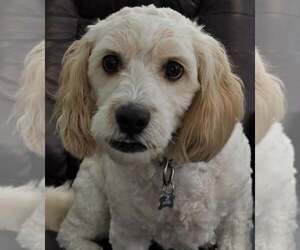 Mutt Dogs for adoption in Cuba, NY, USA