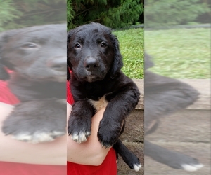 Border-Aussie Dogs for adoption in Johnson City, TN, USA