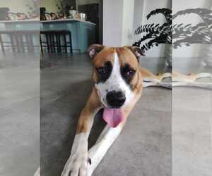 Mountain Cur-Unknown Mix Dogs for adoption in Miami, FL, USA