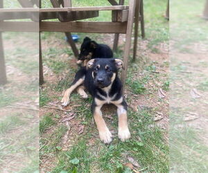 Mutt Dogs for adoption in Candler, NC, USA