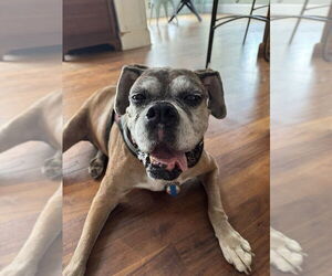 Boxer Dogs for adoption in Holly Springs, NC, USA