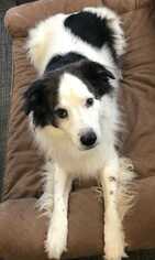 Border-Aussie Dogs for adoption in CORNING, NY, USA