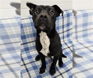 Labrador Retriever-Unknown Mix Dogs for adoption in Grovetown, GA, USA