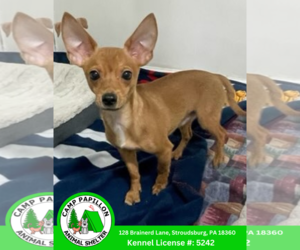 Chihuahua-Unknown Mix Dogs for adoption in Stroudsburg, PA, USA