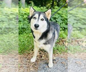 Huskies -Unknown Mix Dogs for adoption in Clarkesville, GA, USA
