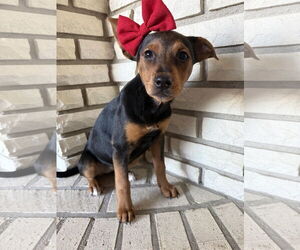 Mutt Dogs for adoption in St. Louis Park, MN, USA