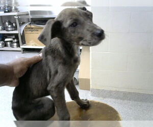 Labrador Retriever-Unknown Mix Dogs for adoption in Pasadena, TX, USA