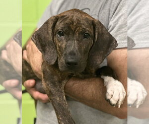 Mutt Dogs for adoption in Elmsford, NY, USA