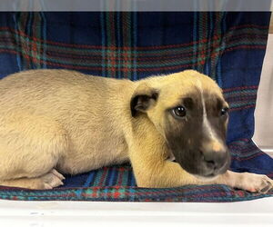 German Shepherd Dog-Unknown Mix Dogs for adoption in HESPERIA, CA, USA