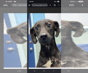 Labrador Retriever-Unknown Mix Dogs for adoption in NYC, NY, USA
