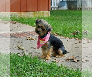 Mutt Dogs for adoption in Winter, WI, USA