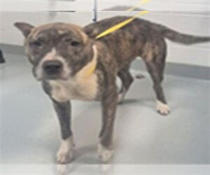 Staffordshire Bull Terrier-Unknown Mix Dogs for adoption in St. Cloud, FL, USA