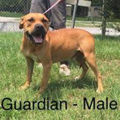 Black Mouth Cur Dogs for adoption in Waycross, GA, USA