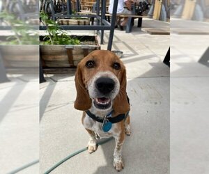 Beagle-Treeing Walker Coonhound Mix Dogs for adoption in Denver, CO, USA