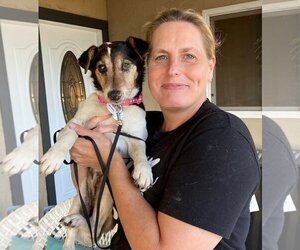 Jack Russell Terrier Dogs for adoption in  Ramona, CA, USA