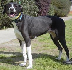 Lab-Pointer Dogs for adoption in Columbus, GA, USA