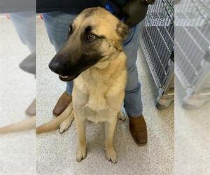 German Shepherd Dog-Unknown Mix Dogs for adoption in Visalia, CA, USA