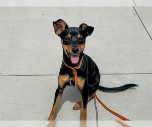 Mutt Dogs for adoption in Orange, CA, USA