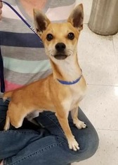 Chipin Dogs for adoption in Littleton, CO, USA