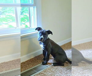 Bullboxer Pit Dogs for adoption in Evansville, IN, USA