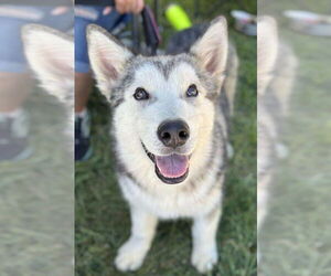 Alaskan Malamute Dogs for adoption in Matawan, NJ, USA