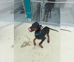 Doberman Pinscher-Unknown Mix Dogs for adoption in Waterford, VA, USA