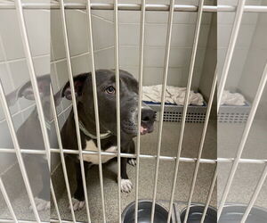 American Pit Bull Terrier-Unknown Mix Dogs for adoption in Virginia Beach, VA, USA