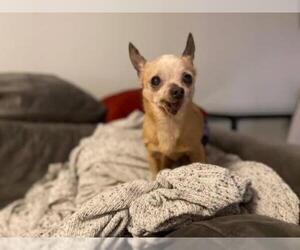 Chihuahua Dogs for adoption in Derwood, MD, USA