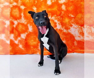 Shepradors Dogs for adoption in Pasadena, CA, USA