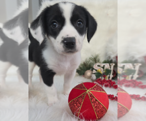 Medium Photo #2 Mutt Puppy For Sale in Brooklyn, NY, USA