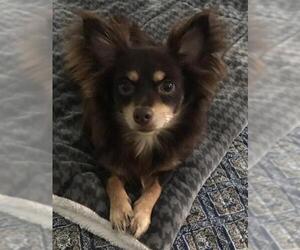 Chihuahua Dogs for adoption in McDonough, GA, USA