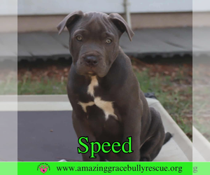 American Pit Bull Terrier-Unknown Mix Dogs for adoption in Pensacola, FL, USA