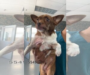 Chihuahua Dogs for adoption in Chico, CA, USA