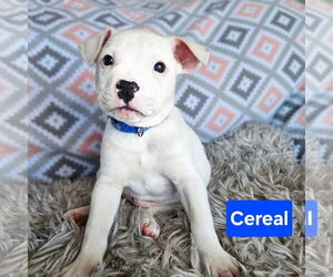Mutt Dogs for adoption in Duluth, MN, USA