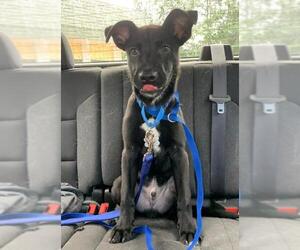Shepradors Dogs for adoption in Kennesaw, GA, USA