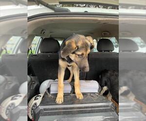 German Shepherd Dog Dogs for adoption in Stockton, CA, USA