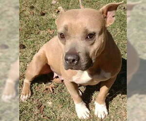 Staffordshire Bull Terrier-Unknown Mix Dogs for adoption in Tyler, TX, USA