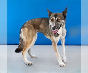German Shepherd Dog-Unknown Mix Dogs for adoption in Pasadena, CA, USA