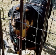 Rottweiler Dogs for adoption in Tonopah, AZ, USA